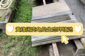 大家都想看黄缘龟群养是什么样的？今天给你们看看！