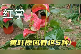红掌好看又有用，但是总是黄叶是怎么回事?