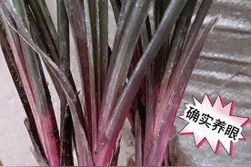 这种红色的兰花，曾经上万元一棵，如今人人买得起，好看又好养视频封面