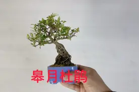 皋月杜鹃微型盆景盆栽实物老桩，家庭养花，养护知识，进口盆景视频封面