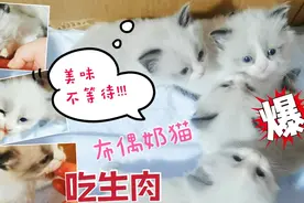 刚满月的奶猫能不能吃生肉？铲屎来试验，结果差点没被吃了手指头