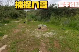 越南小哥简简单单制作陷阱捕捉八哥