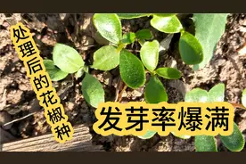 花椒育苗发芽困难，种子经过处理后，发芽率能爆满整块地。