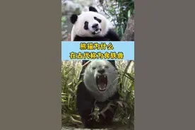 熊猫古代为什么会称为食铁兽