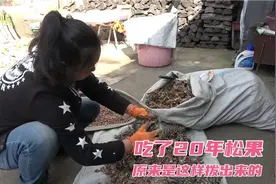 东北农村生活，吃了20年松果，原来是这样拨出来的，这回涨知识