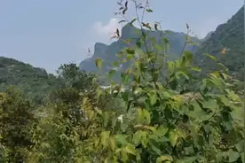 上林六女潭视频封面