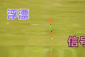 钓鱼浮漂只要出现这种小信号，有动作就中鱼，全程无需半句废话