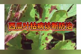 西瓜叶枯病诊断防治视频封面