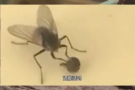 解秘为什么苍蝇能把自己的头搓掉当球踢，还能若无其事！视频封面