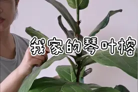 在我家三年的琴叶榕，从小苗到小树，修剪一下让树型更好还能扦插视频封面