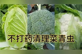 消灭菜青虫的3种方法，不打药，安全又实用，非常适合家庭种菜