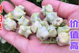 侧柏果是个宝？别再砍了当柴烧，认识了解想不到价值这么好：收藏视频封面