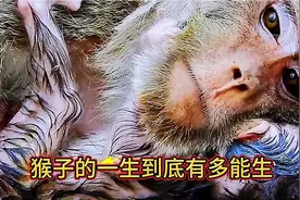 猴子的一生，到底有多能生 ！