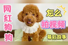 网红狗狗怎么拍视频呢？带你揭秘网红狗狗幕后故事！一学就会！