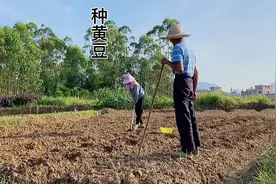 回到农村，才发现原来很多事情需要学习，比如种黄豆要放几粒？视频封面