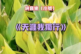 纯音乐（小号）：《天涯我独行》。