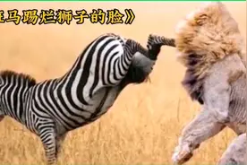 奔跑中的斑马把狮子的脸踢烂了，狮子以后还能大口吃肉吗？视频封面