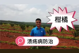 防治柑橘溃疡性，春雷霉素750倍+龙克均500倍，几乎看不到溃疡斑视频封面