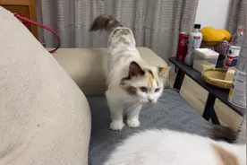 海豹玳瑁双色的布偶猫，剃毛长出半长不长的真丑视频封面