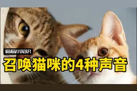 召唤猫咪的4种声音，最后一个很难有猫忍得住吧？