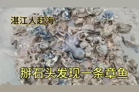在湛江赶海退潮后来收螃蟹笼，兄弟掰石头既然有一条章鱼躲在里面
