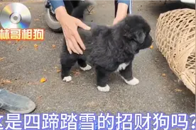 这狗真是四蹄踏雪招财狗吗？
