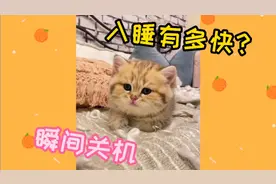 小猫咪的入睡速度有多快？电脑关机速度都甘拜下风！真秒睡