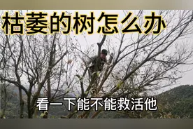 枯萎的树要怎么拯救，教你一个简单的方法值得收藏视频封面