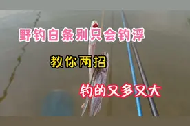 野钓白条别只会钓浮，教你两招保证你钓的又多又大视频封面