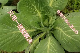 种植包菜不包芯别慌！农村大叔教你一招？个个都是又大又紧实