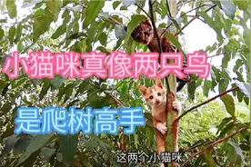 猫咪还要会爬树全方位训练，这速度不是一般的快！视频封面