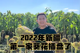 2022年新疆北疆，第一家葵花籽插盘了，3天后上市，老板想卖18？
