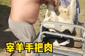 内蒙古草原牧民宰羊做手把肉，老额吉烧牛粪煮羊肉血肠，太香了视频封面