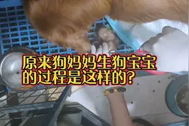 原来狗狗生孩子的过程是这样的？惊讶到了…能听到狗宝宝叫声吗？