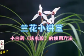 兰花小讲堂《小白药呋虫胺的使用方法》
