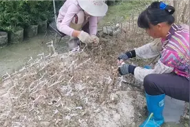 广东无籽香水柠檬苗 嫁接方法  嫁接果苗 供应嫁接好的果苗