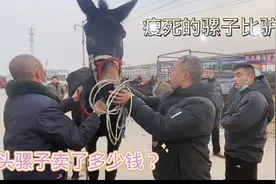 比骆驼还高的骡子有点瘦，瘦死骡子比驴大，其实骡肉比驴肉还好吃