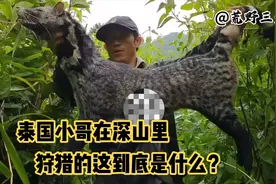 泰国小哥今天带着几只二狗子，在深山里狩猎，搞到的这到底是什么视频封面