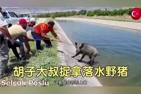 一头野猪掉进水里，胡子大叔用绳子拉上来，今晚要吃烤全猪了？视频封面