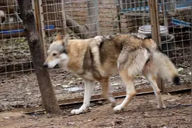 母狗竟然抬腿撒尿，是不是颠覆了你们的认知观