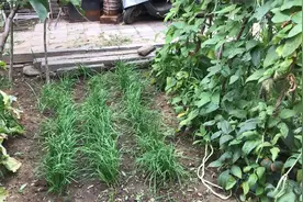 按正常我应该出去打拼，但是实在喜欢呆在院子里，大家说怎么办呀