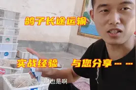 鸽子长途运输实战经验，这种放法值得与大家分享，运输几乎零伤亡视频封面