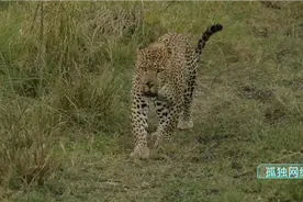 发现一头巨大的公豹，它简直是一只母狮的大小！