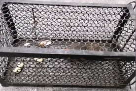 捉老鼠还是这种小铁笼实用好用，挂点烧烤肉马上老鼠就来引鼠入笼视频封面
