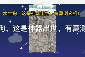 水牛狗，老辈人迷信：什么人或者物件显世，都是有一定的意义！视频封面