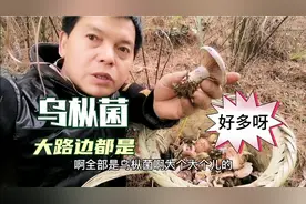 张家界山区的大路边上长满了枞树菌，荣哥不到一小时就采满了一背视频封面