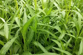 下雨过后给空心菜施上一种肥，空心菜又嫩又翠绿，疯长不停视频封面