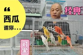 关内小城：玉鸟比较经典的三种颜色都在这里了，大家看看怎么样