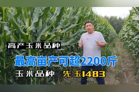 先玉1483玉米种子，美国高产玉米品种，最高亩产可超2200斤每亩