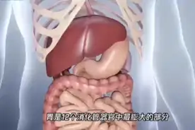 高清示意视频：胃部的功能及构造